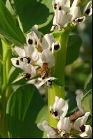 Ackerbohne Blüte 5