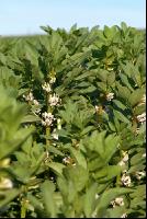 Ackerbohne Blüte 7
