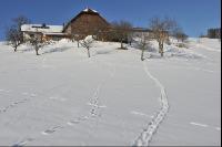 Wildwechsel 1