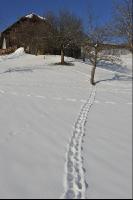 Wildwechsel 2