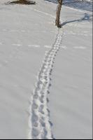 Wildwechsel 3