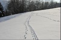 Wildwechsel 4