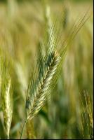 Triticale milchreif 19