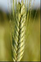Triticale milchreif 20