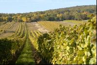 Weingarten Herbst 21