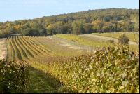 Weingarten Herbst 22
