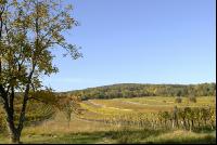 Vineyard autumn 23