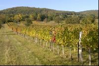 Vineyard autumn 24