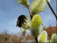 Hummel Weide