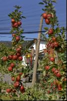 Braeburn Apfel 1
