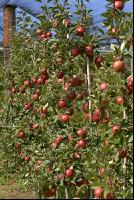 Braeburn Apfel 2