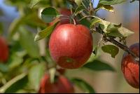 Braeburn Apfel 3