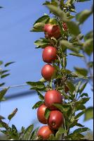 Braeburn Apfel 4