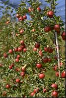 Braeburn Apfel 5
