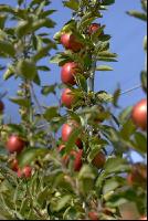 Braeburn Apfel 6
