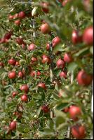 Braeburn Apfel 7