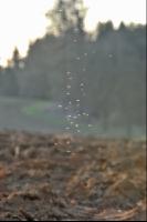 Mücken Sonnenlicht 1