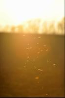 Mücken Sonnenlicht 4