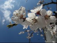 Marille Blüte 19
