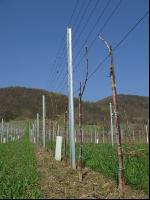 Wein Junganlage 10