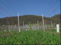 Wein Junganlage 11