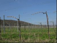 Wein Junganlage 13