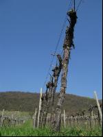 Wein vor Austrieb 1