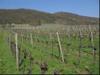 Wein vor Austrieb 2