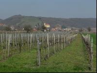 Wein vor Austrieb 3