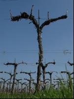 Wein vor Austrieb 4