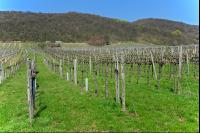 Wein vor Austrieb 5