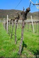 Wein vor Austrieb 6