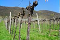 Wein vor Austrieb 7