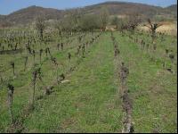 Vine before clearing 1