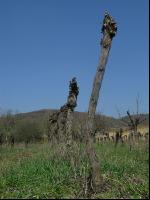 Vine before clearing 2