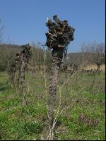 Vine before clearing 3