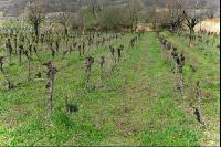 Vine before clearing 4