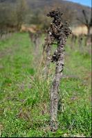 Vine before clearing 5