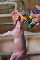 Ferkel Antibiotika 3