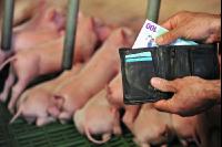 Finanzen Schweine 35