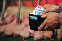 Finanzen Schweine 36