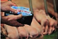 Finanzen Schweine 37