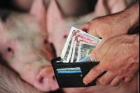 Finanzen Schweine 38
