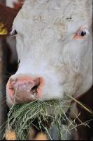 Kuhprotrait Holstein 15