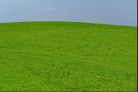Ampferwiese
