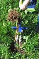 Ampfer stechen 6