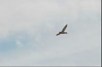 Mallard duck 2