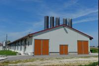 Legehennen Halle 4