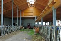 Rinder Laufstall 21