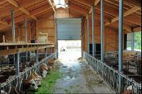 Rinder Laufstall 20